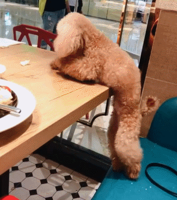 巨型泰迪护主吗:养泰迪犬，它们最害怕遇到什么样的主人呢？