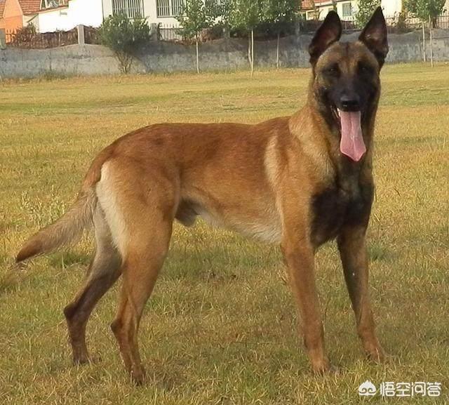 比利时马犬饲养:马犬凶吗？两岁的马犬养育的时候要注意什么？