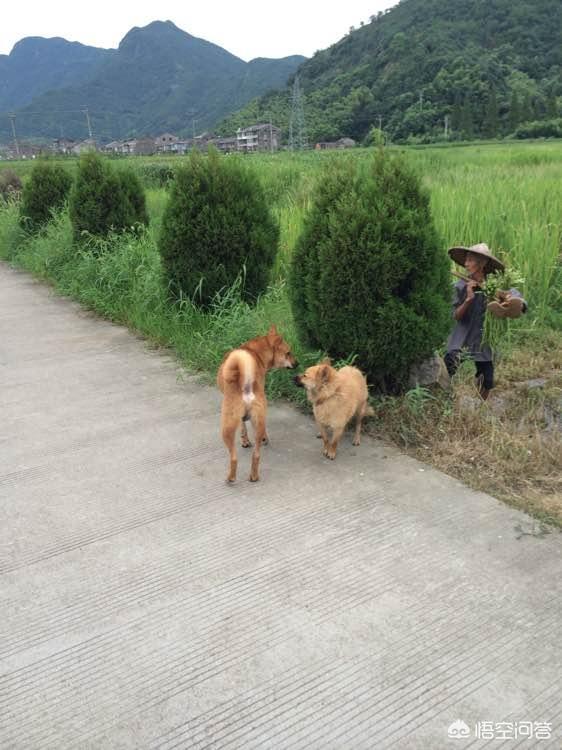 中华猛犬网:有人说狗咬人，那么狗被偷的时候是不叫不咬的吗？ 中国猛犬俱乐部官网