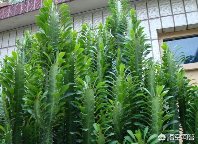 巴西龙骨受冻图片:巴西龙骨开花的图片 龙骨叶子黄了是怎么回事？
