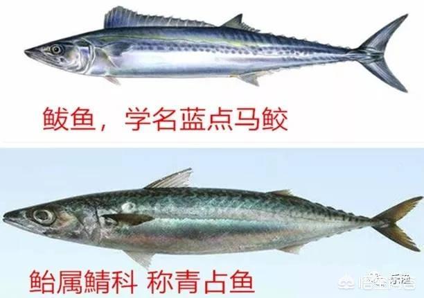 青岛美食,鲅鱼与鲐鲅鱼之争,到底该如何区分呢？