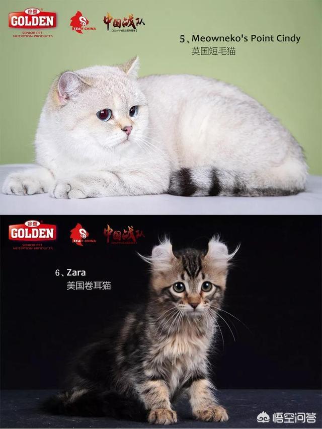 宠物猫品种大全和图片:世界上最美的猫长什么样？