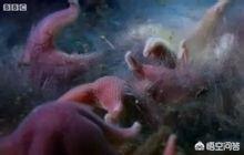 地球有什么恐怖秘密是我们不知道的？