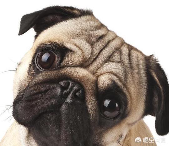 八哥犬:八哥犬一只多少元 城市里可以养巴哥犬吗？巴哥犬好养吗？