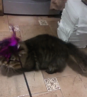 头条问答 养一只 矮脚猫 是一种怎样的体验 小黑猫说猫的回答 0赞