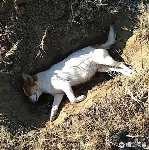 郑州宠物狗遗体:宠物猫去世了，我怎么办？