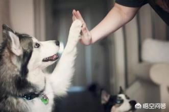 猫白血病传染婴儿:猫咪的病会传染给人吗？会传染的话是哪些病呢？