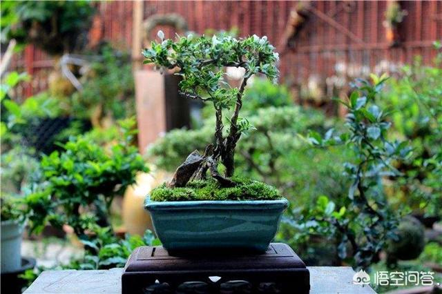 盆景六月雪怎么养护:六月雪如何制作微型盆景？