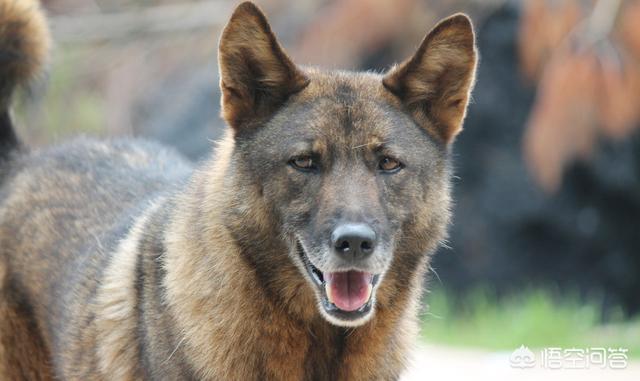 中华田园犬智商怎么样:中华田园犬不能当警犬和军犬，真的是有科学依据的吗？