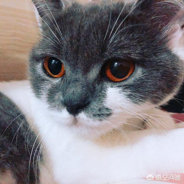 皮特芬喷到猫咪眼睛:一个月的小奶猫得了猫癣怎么办？现在经常给他晒太阳？ 皮特芬喷到猫咪眼睛