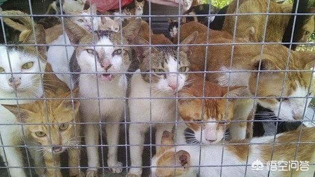 猫在哪个国家内受到严格保护:为什么猫，狗属于狂犬病高风险动物可以允许养？