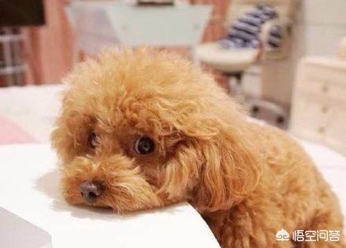 最悲伤的狗:在养泰迪犬的过程中，狗狗的哪些行为会让主人伤心呢？ 最悲伤的狗狗视频