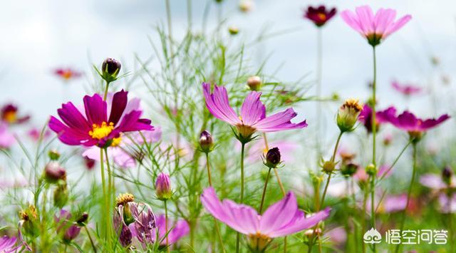 波斯菊图片:买花送了一袋波斯菊花子，该什么时间种植比较好？该怎么养护？