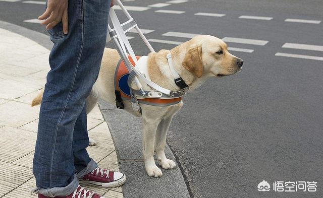 导肓犬小qip电影儿童版:退役后的导盲犬该不该被安乐死？