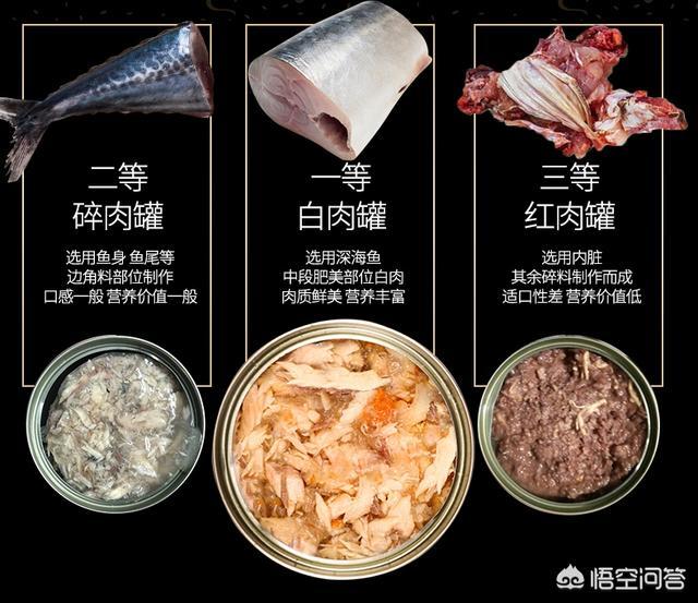 玳瑁猫:一个月的玳瑁猫能吃猫罐头吗？