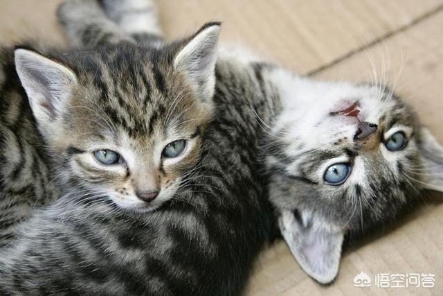 养猫指南:新手养猫的技巧和准备是什么？ 养猫指南祺鑫