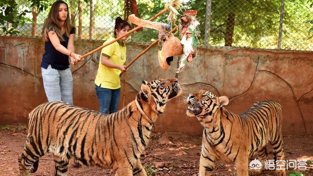 中国可以养最大的猫科动物:“万兽之王”老虎真的能够被驯服吗？