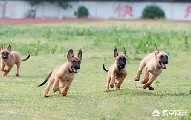 比利时马犬饲养:饲养马犬，你觉得难度在哪？