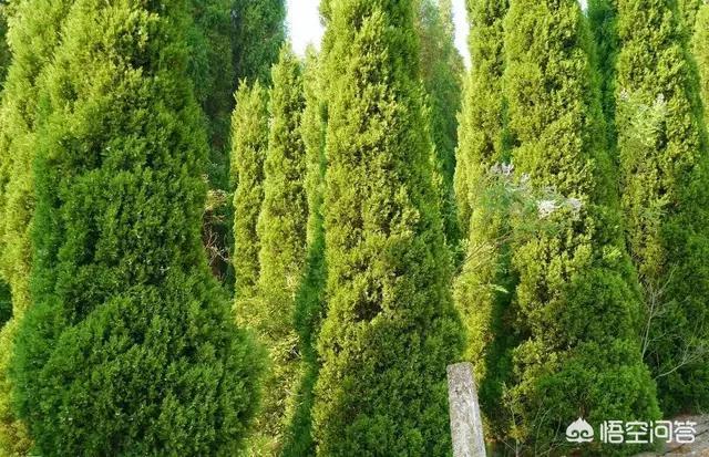 柳河东:《岭南江行》尾联有什么含义，表达了诗人什么思想情感？