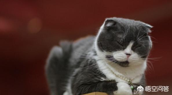 银折耳猫为什么不能养:折耳猫真的活不过两年吗？