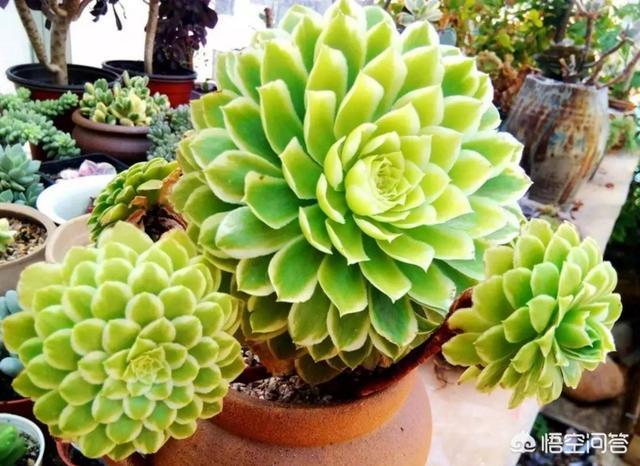 多肉景天科长生草属有哪些植物:目前比较火的景天科多肉有哪些？