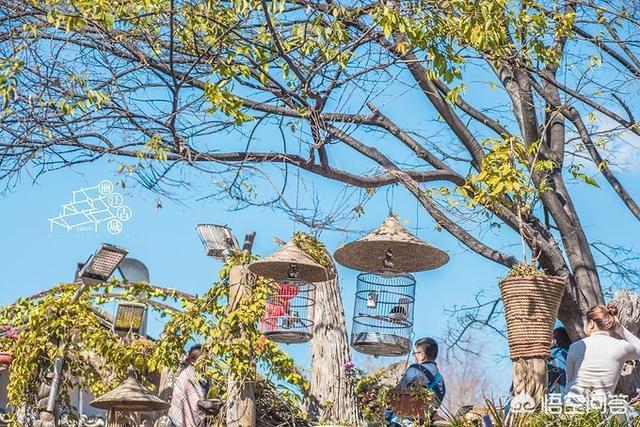 观鸟大年 谢尔顿:为什么很多人选择冬天去丽江旅游？