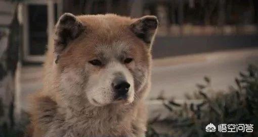 人狗之间感情的电影，除了《忠犬八公的故事》外，还有哪些？是交个女朋友还是养条狗？
