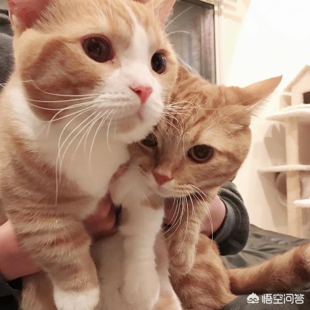 母猫绝育后大小便去猫砂盆吗:1岁的小猫总是乱尿，怎么办？公猫，已经做过绝育了？