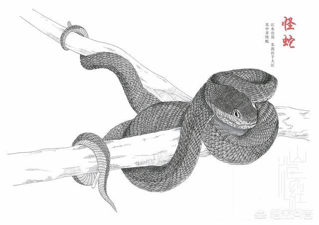独眼鲨鱼:山海经中的生物是前太阳纪人类核战争的产物吗？为什么？