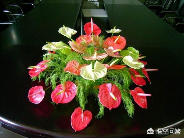 植物鹤顶红图片:红掌长得像树一样，枝大叶大还不开花，怎么办？