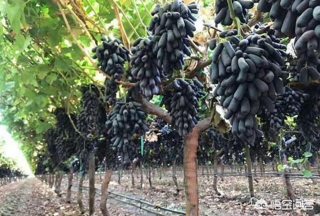 蓝宝石葡萄种植方法:蓝宝石有哪些种植技术？蓝宝石葡萄东北可以种植吗？
