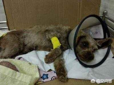 巨型泰迪护主吗:养泰迪犬，它们最害怕遇到什么样的主人呢？