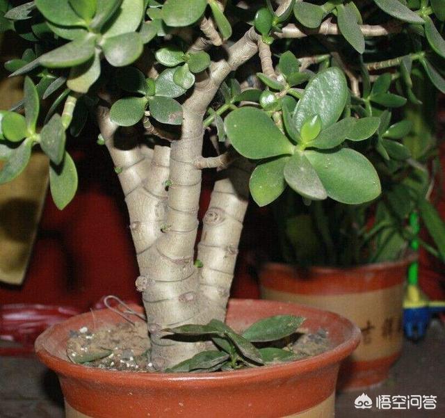 八爪金盘花卉的施肥:八角金盘施肥技巧 近年来花卉市场上长寿花很受欢迎，种植长寿花应该怎样施肥呢？