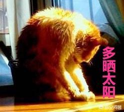 婴儿猫癣初期症状图片:三个月的一窝小猫都有猫癣，该怎么办呢？