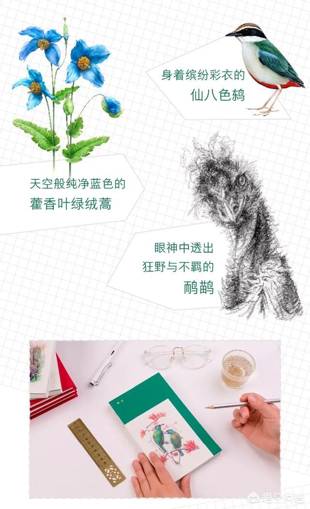 肉垂麦鸡学名:最大的老鹰与老虎战斗，会怎么样？
