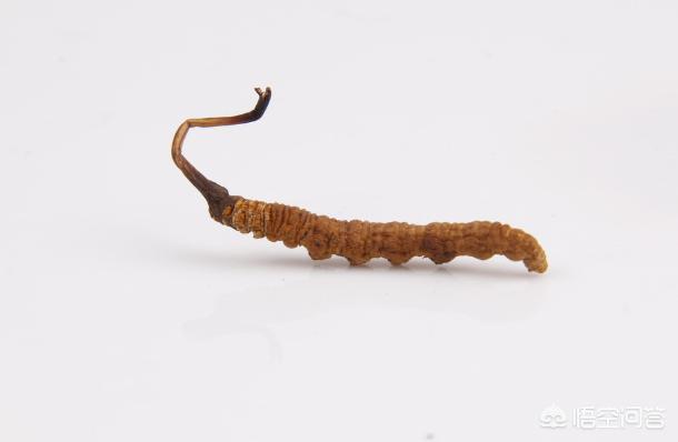 法国贵妇犬蛾 采集:亩入过万的软籽石榴，好种植吗？ 法国贵妇犬