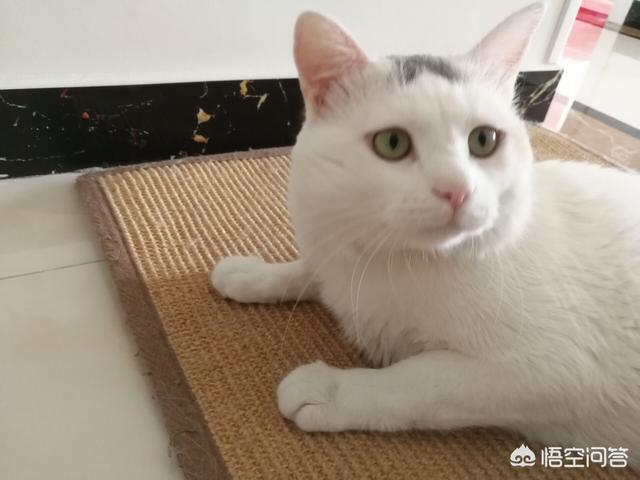 西伯利亚森林猫的颜色:为何有些动物的毛色总是背上颜色最深，延伸至腹部慢慢变浅？