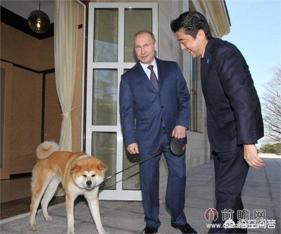 保加利亚牧羊犬普京:普京当总统也是要被催婚的，普京会见日本人为什么总爱牵一条狗？