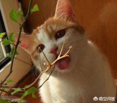 猫咪益生菌怎么吃,猫咪拉稀，吃什么益生菌好？