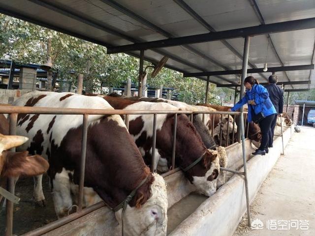 刚出生的公奶牛多少钱:初次养牛，是养母牛还是肉牛，两种牛的养殖成本哪个高？