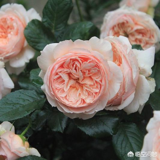 哪些欧月花朵大、花期长并且比较耐晒？