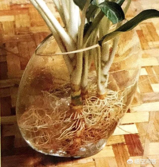 水培植物营养液价格:水培植物营养液兑水的使用量是多少？