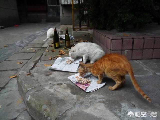 流浪狗和流浪猫评书:疫情期间，流浪猫狗怎么办？