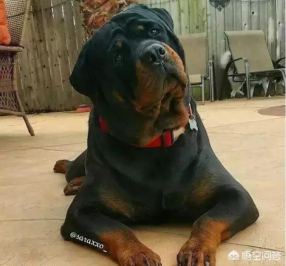 罗威那论坛:饲养罗威纳犬之前，需要知道哪些事？