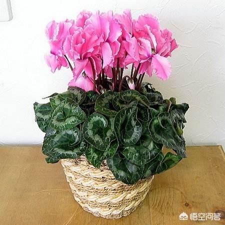 兔子花 兔耳花:仙客来一些花朵是在叶子底下开的，这是怎么回事？