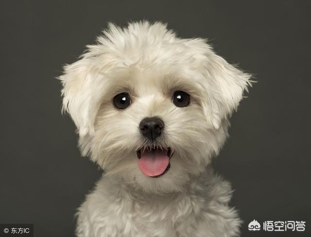 两个多月比熊犬好养吗:2个月大的比熊犬怎么养？ 4个月的比熊犬好养吗