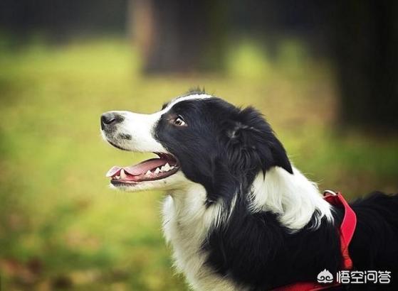 赛维洛犬菌清哪里有卖:生理期的边牧要怎么照顾？