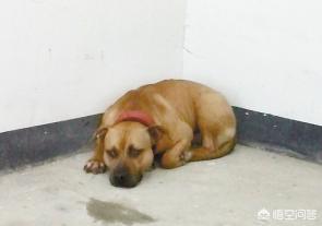 美国猎狐犬喜叫程度:为什么有时候主人出门时狗狗会发狂的叫？