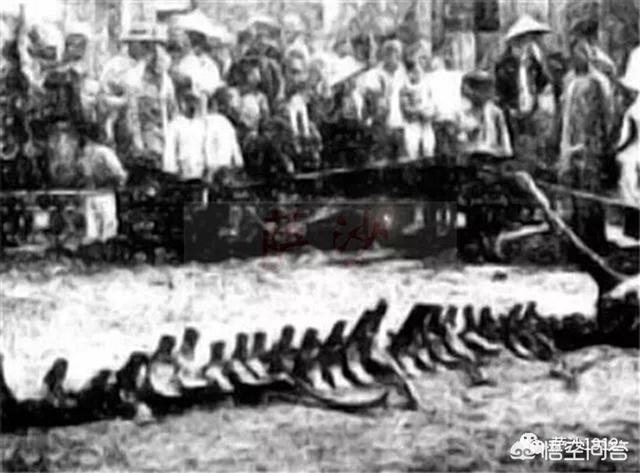 辽宁大蛇事件:大蛇盘踞银行门口，零陵消防“缉拿归案”, 你怎么看？