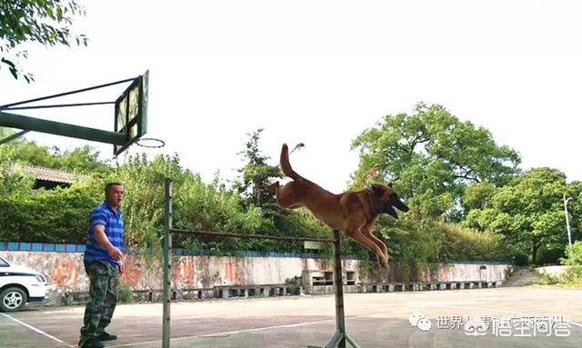 南昌巨贵犬舍:一般警犬都是怎么炼成的？ 北京巨贵犬舍